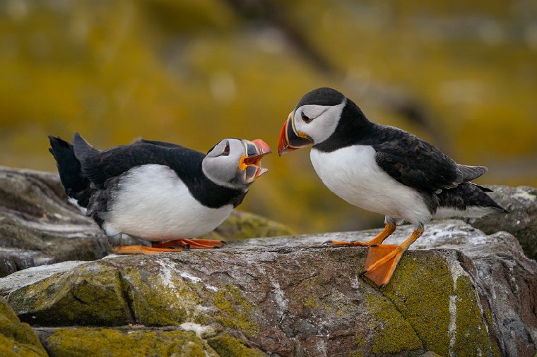 012 Farne eilanden, papegaaiduiker.jpg